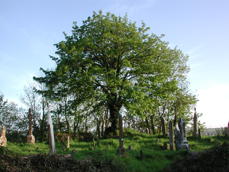 Old Murragh Cemetery 5.jpg 507.0K